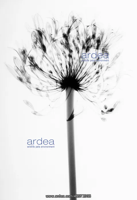: Agapanthus : Agapanthus