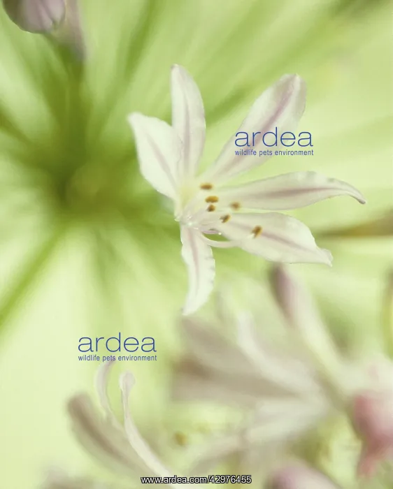 : Agapanthus : Agapanthus