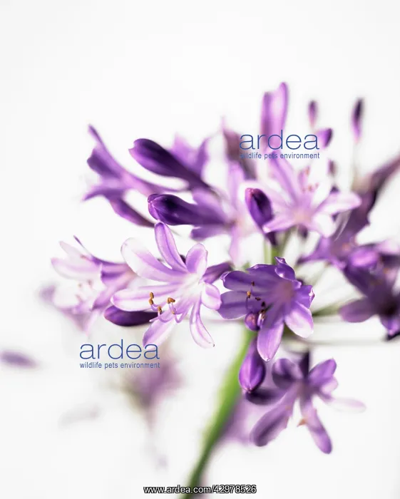 : Agapanthus : Agapanthus