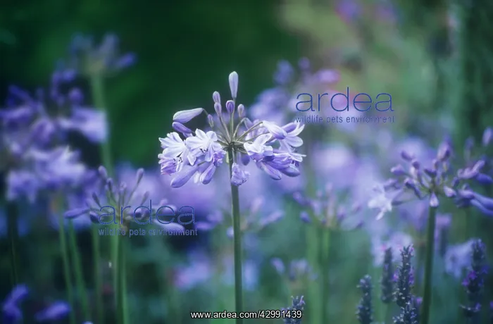 : Agapanthus : Agapanthus