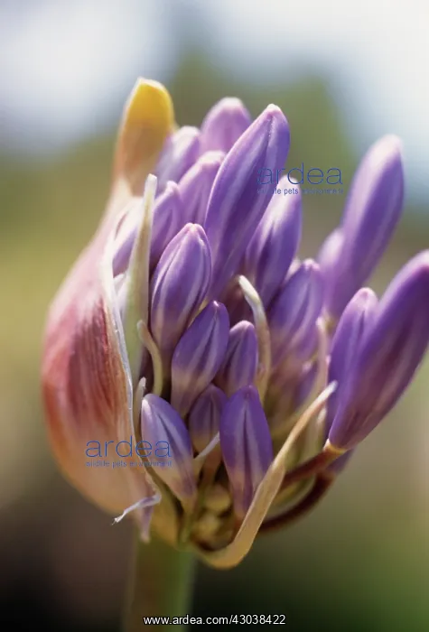 : Agapanthus : Agapanthus