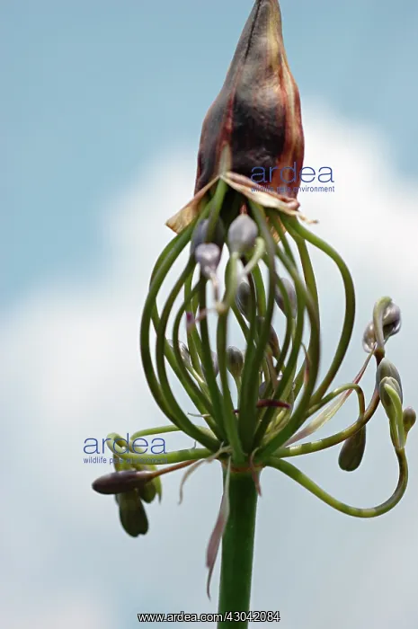  : Agapanthus
