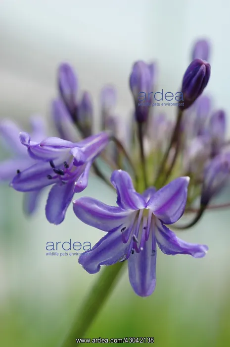  : Agapanthus