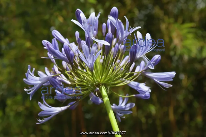 : Agapanthus : Agapanthus