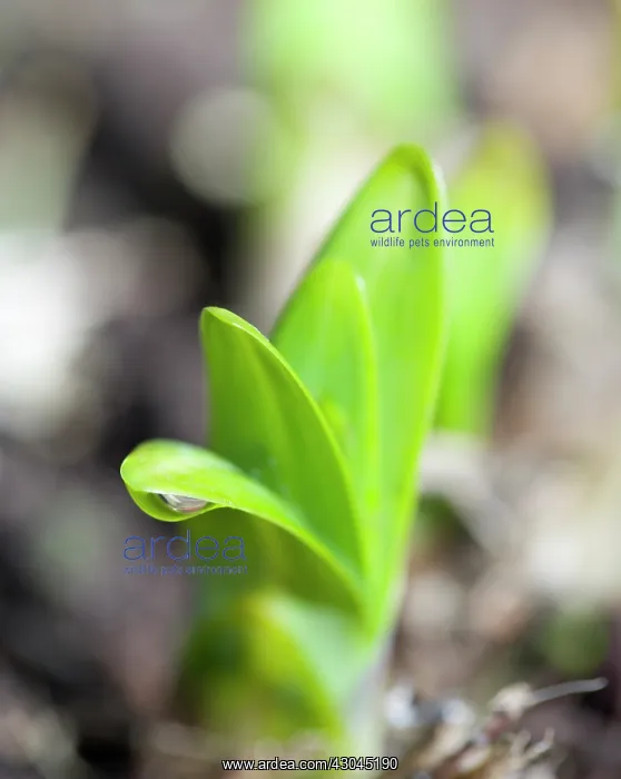 : Agapanthus : Agapanthus