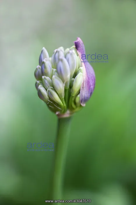 : Agapanthus : Agapanthus