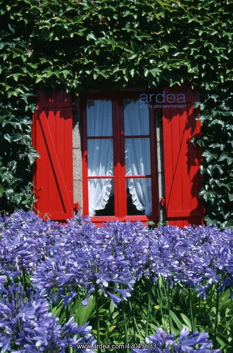 : Agapanthus : Agapanthus
