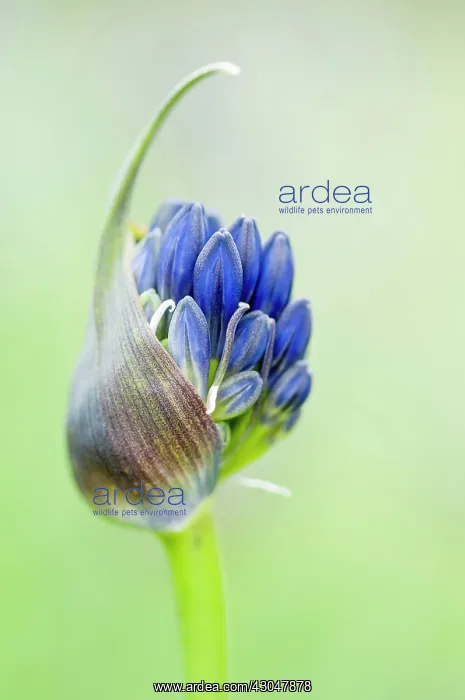 : Agapanthus : Agapanthus