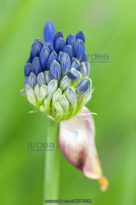 : Agapanthus : Agapanthus