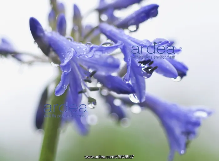 : Agapanthus : Agapanthus