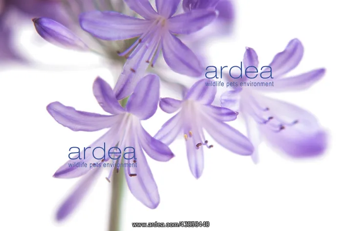 : Agapanthus : Agapanthus