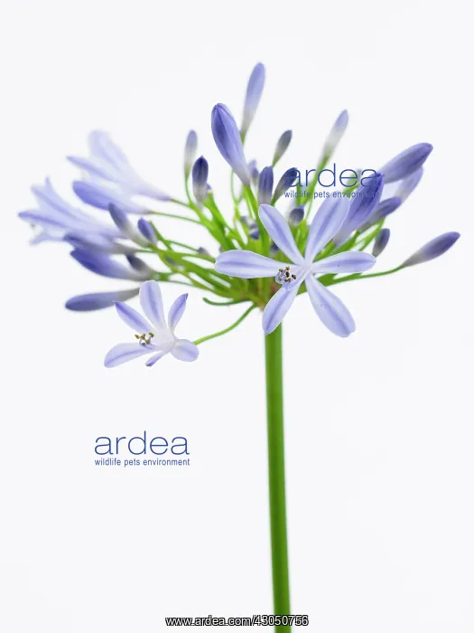 : Agapanthus : Agapanthus
