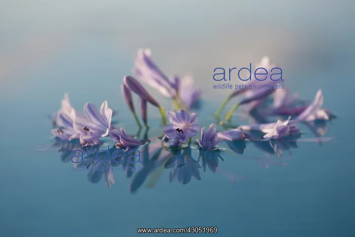 : Agapanthus : Agapanthus