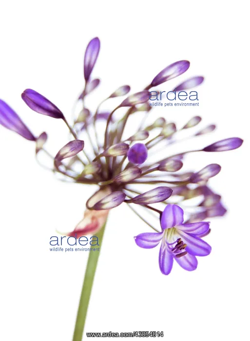 : Agapanthus : Agapanthus