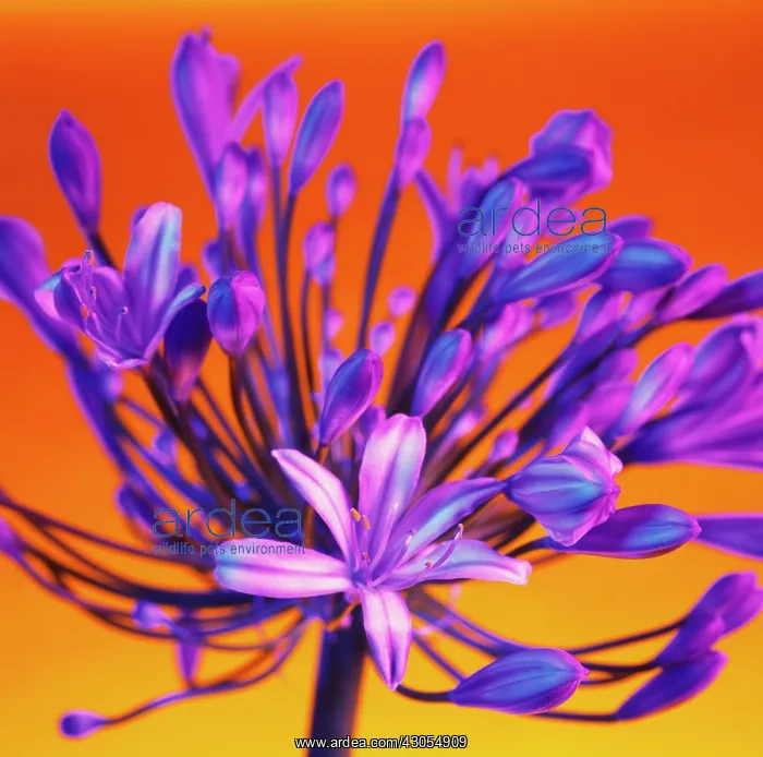 : Agapanthus : Agapanthus