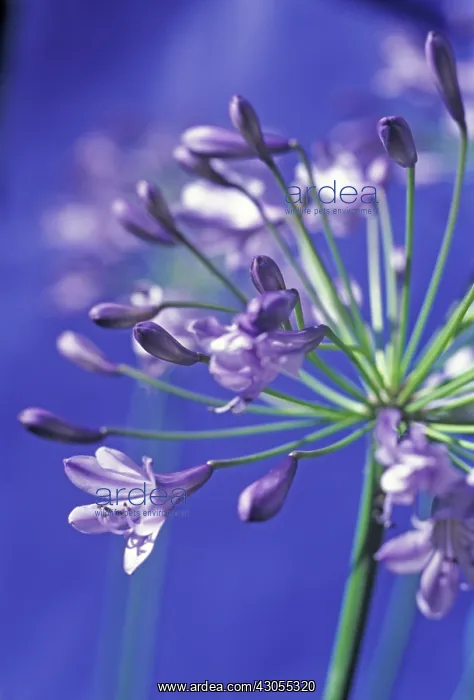 : Agapanthus : Agapanthus