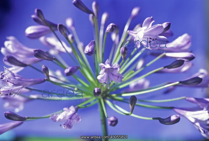 : Agapanthus : Agapanthus