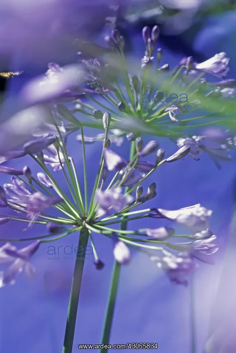 : Agapanthus : Agapanthus