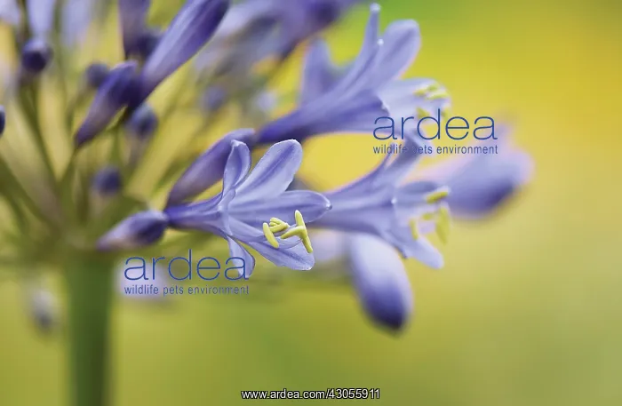 : Agapanthus : Agapanthus