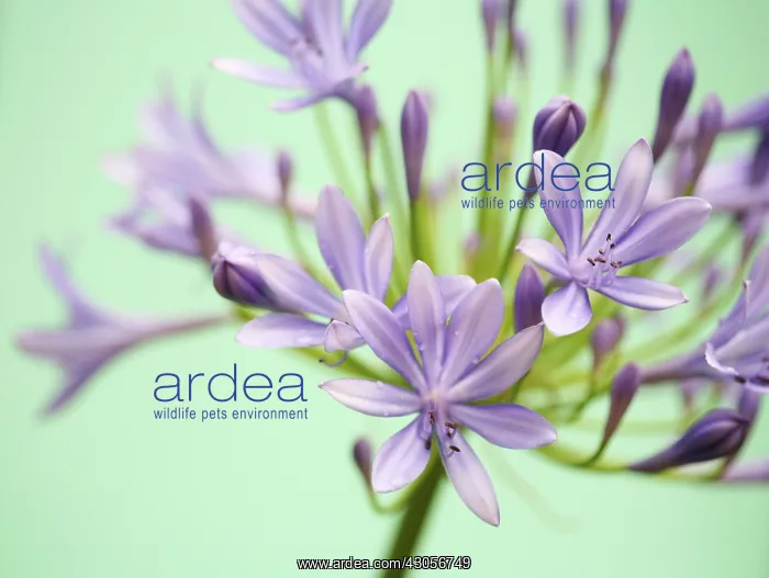 : Agapanthus : Agapanthus