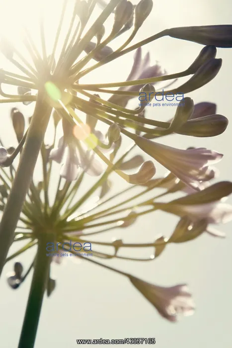 : Agapanthus : Agapanthus