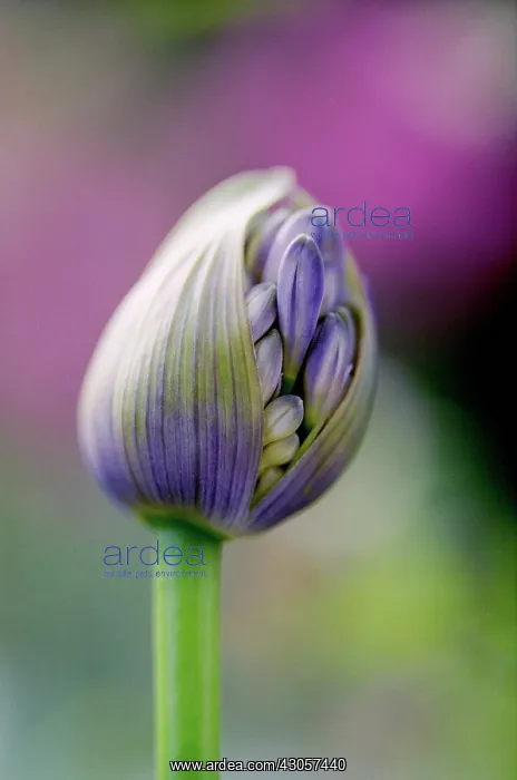 : Agapanthus : Agapanthus