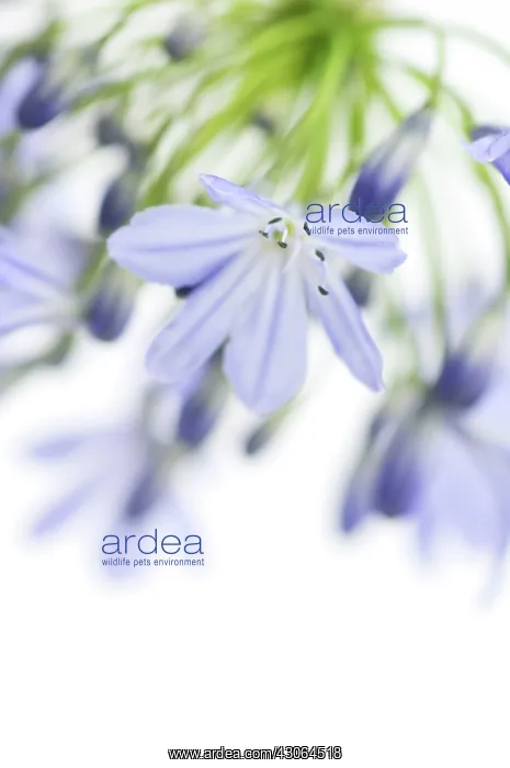 : Agapanthus : Agapanthus