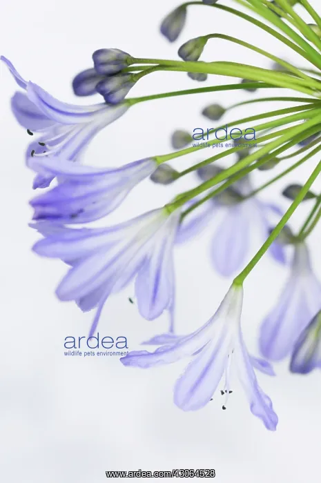 : Agapanthus : Agapanthus