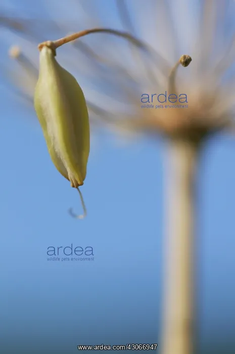 : Agapanthus : Agapanthus