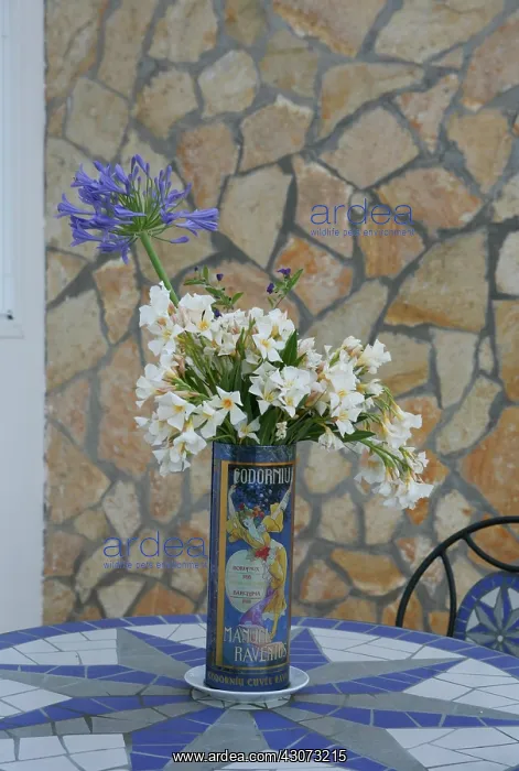 : Agapanthus : Agapanthus