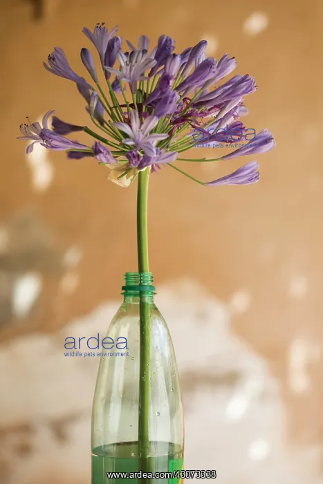 : Agapanthus : Agapanthus
