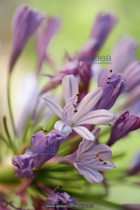 : Agapanthus : Agapanthus