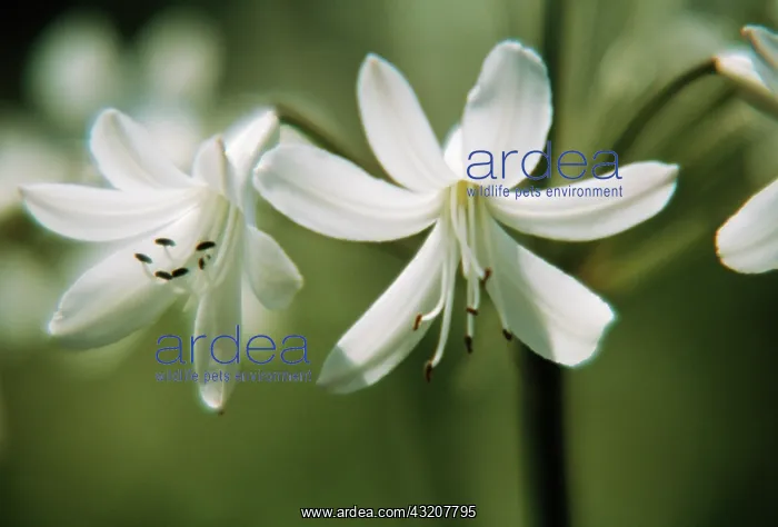 : Agapanthus : Agapanthus