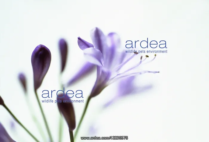 : Agapanthus : Agapanthus