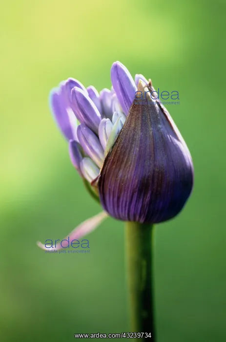  : Agapanthus