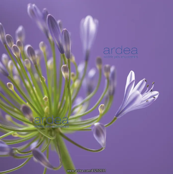 : Agapanthus : Agapanthus