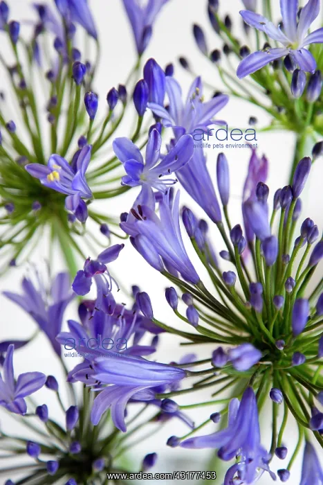 : Agapanthus africanus, Blue purple flowers on an : Agapanthus africanus, Blue purple flowers on an