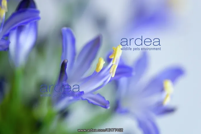 : Agapanthus africanus, Close view of blue purple : Agapanthus africanus, Close view of blue purple