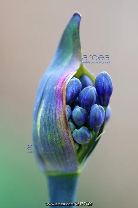 : Agapanthus africanus, Close view of blue purple : Agapanthus africanus, Close view of blue purple