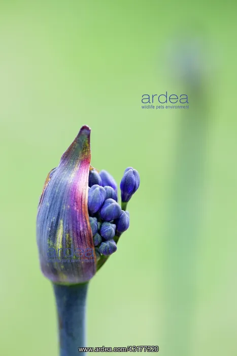 : Agapanthus africanus, Close view of blue purple : Agapanthus africanus, Close view of blue purple