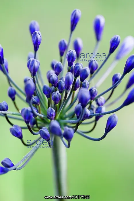 : Agapanthus africanus, Close view of blue purple : Agapanthus africanus, Close view of blue purple