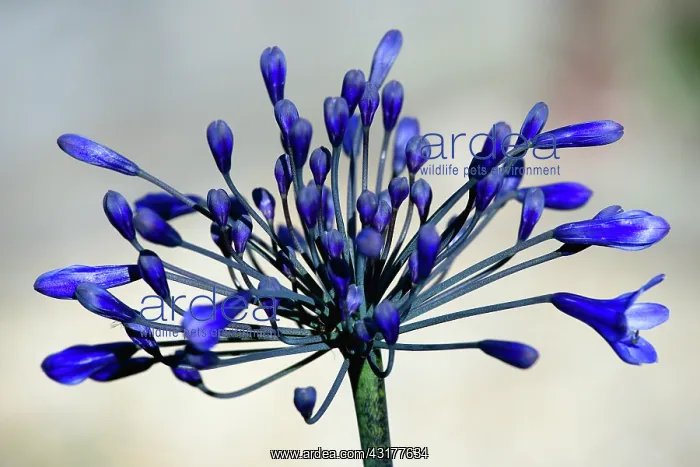 : Agapanthus africanus, Close view of blue purple : Agapanthus africanus, Close view of blue purple