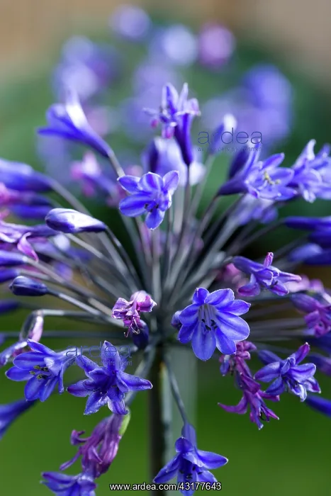 : Agapanthus africanus, Close view of blue purple : Agapanthus africanus, Close view of blue purple