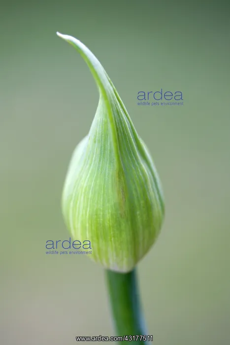 : Agapanthus africanus, Close view of flower bud : Agapanthus africanus, Close view of flower bud