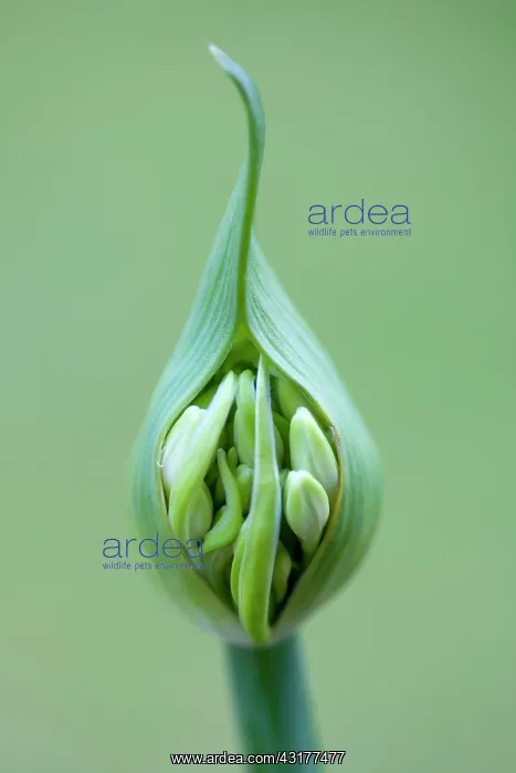 : Agapanthus africanus, Close front view of white : Agapanthus africanus, Close front view of white