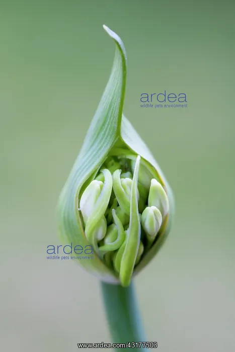 : Agapanthus africanus, Close front view of white : Agapanthus africanus, Close front view of white