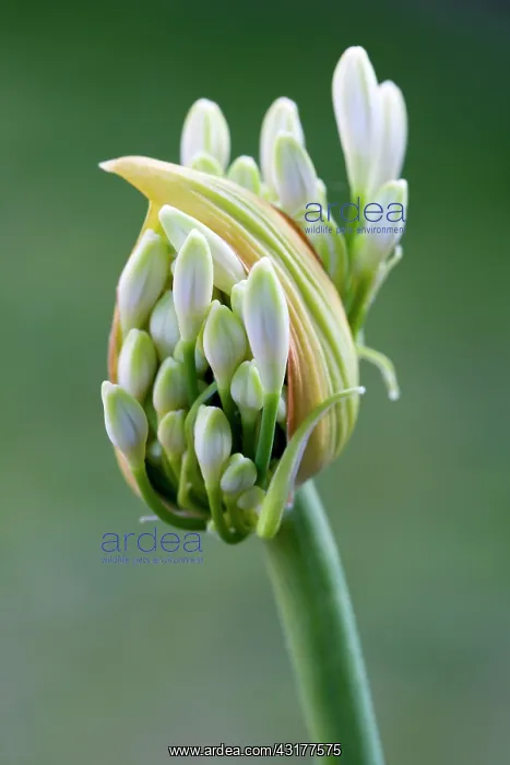 : Agapanthus africanus, Close view of white flower : Agapanthus africanus, Close view of white flower