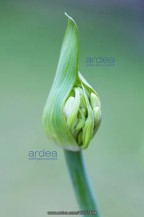 : Agapanthus africanus, Close side view of white flowers : Agapanthus africanus, Close side view of white flowers