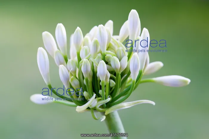 : Agapanthus africanus, Close view of white flowers : Agapanthus africanus, Close view of white flowers