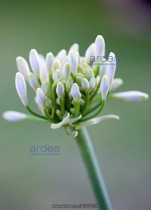 : Agapanthus africanus, Close view of white flowers : Agapanthus africanus, Close view of white flowers